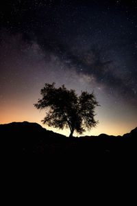 Silhouette tree against sky at night