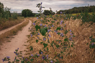 Scenic view of flowering plants on field against sky