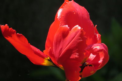 Close-up of red rose flower