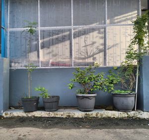 Potted plants outside building