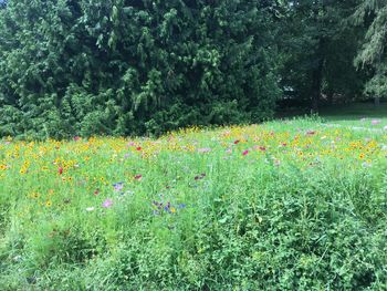 View of flowering plants on land