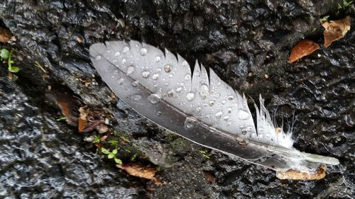 High angle view of lizard on rock