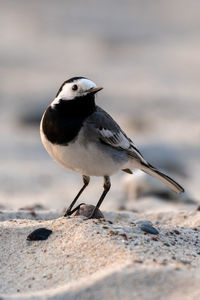 Close-up of bird perching