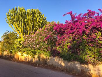 Pink flowering plant by road against clear sky