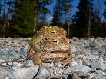 Close-up of frog on rock