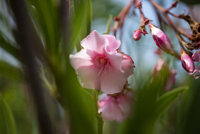 Close-up of pink cherry blossoms