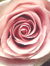 Close-up of pink rose