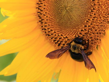 Close-up of honey bee on flower