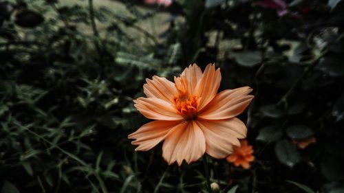 Close-up of orange flower