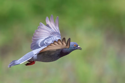 Close-up of bird flying against sky