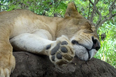 Cat sleeping in a forest