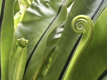 Close-up of green leaf