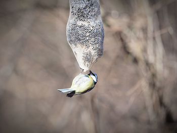 Close-up of a bird flying