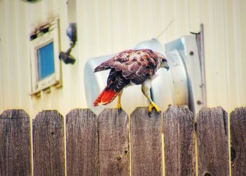 Close-up of bird perched on wooden fence
