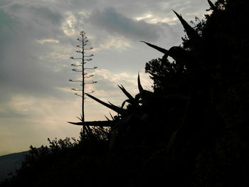 Low angle view of silhouette bird on tree against sky