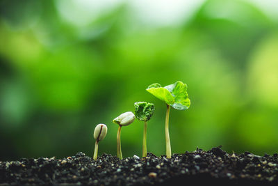 Close-up of plant growing on field