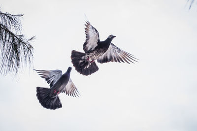 Low angle view of pigeons flying in clear blue sky