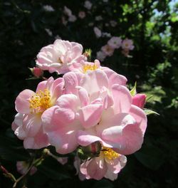 Close-up of pink flowers