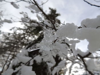 Close-up of frozen plant during winter