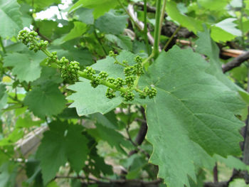 Close-up of fresh green plant