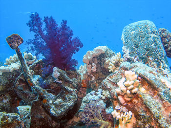 View of fish swimming underwater