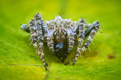 Close-up of spider on flower