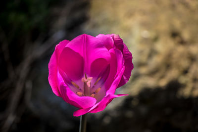 Close-up of pink flower blooming outdoors