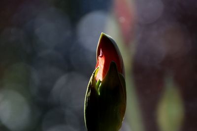 Close-up of flower bud growing outdoors