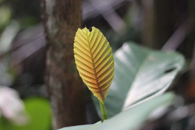 Close-up of yellow leaf