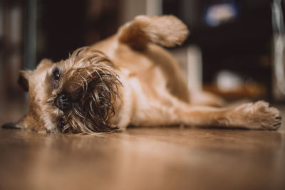 Close-up of dog sleeping on floor at home