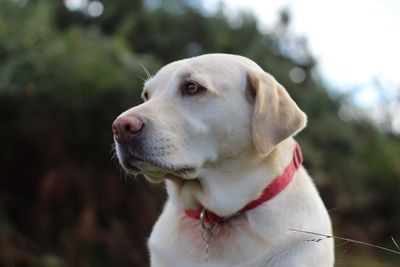 Close-up of dog