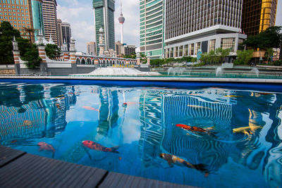 Koi carps swimming in pool against buildings in city