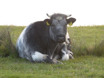 Horse on grassy field