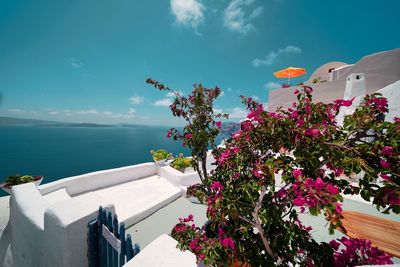 Pink flowering plant by sea against sky