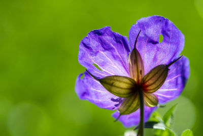 flowering plant