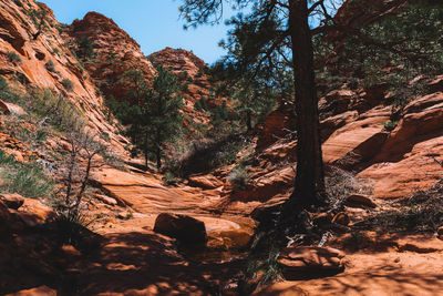 Rock formations in forest