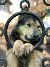 Close-up of a dog looking away