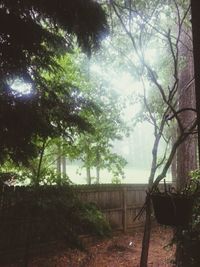 Trees growing against sky