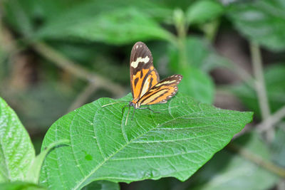 Close-up of butterfly on leaf