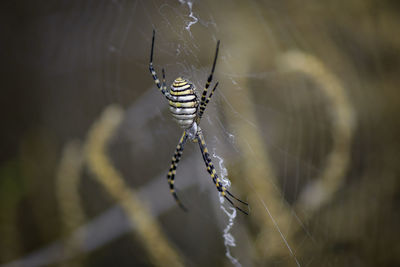 Close-up of spider on web