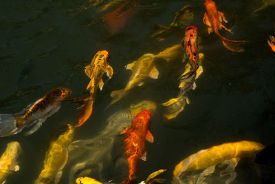 High angle view of koi carps swimming in sea