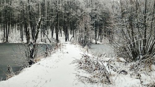 Frozen lake in forest during winter