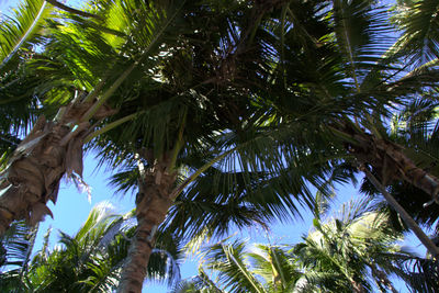 Low angle view of palm trees against sky