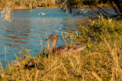 Bird swimming in lake