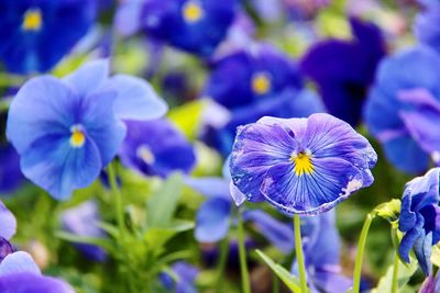 Close-up of purple flowering plants