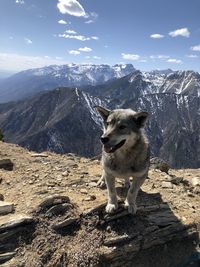 Dog standing on rock against mountain range