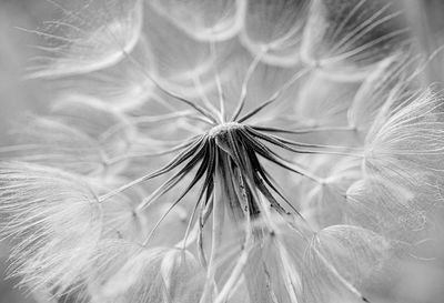 Close-up of dandelion on plant