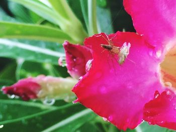 Close-up of bee on pink flower