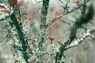 Close-up of frozen tree branch during winter