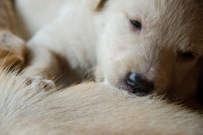 Close-up portrait of dog relaxing